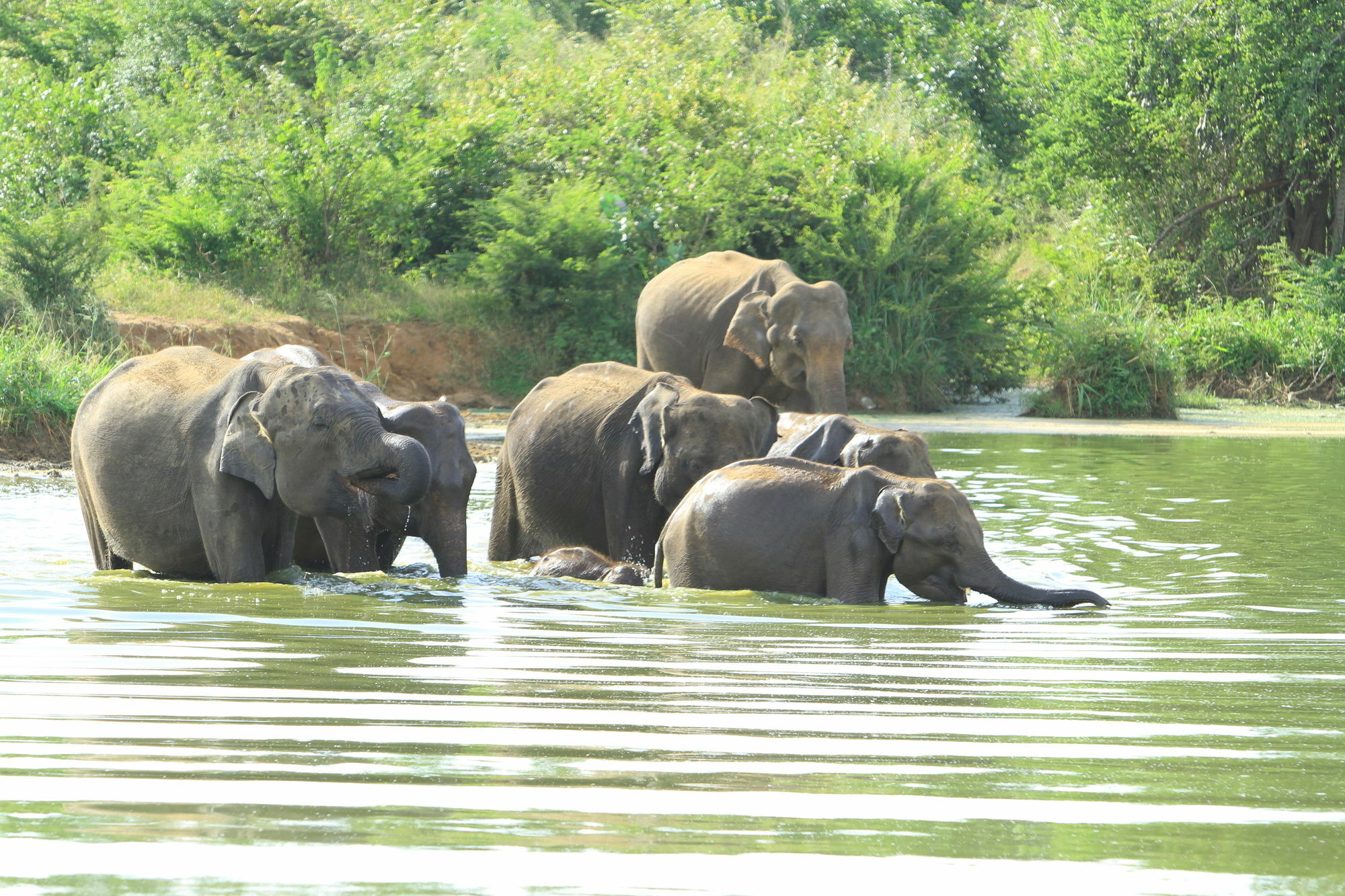 Mahoora Tented Safari Camp Удавалаве Екстериор снимка