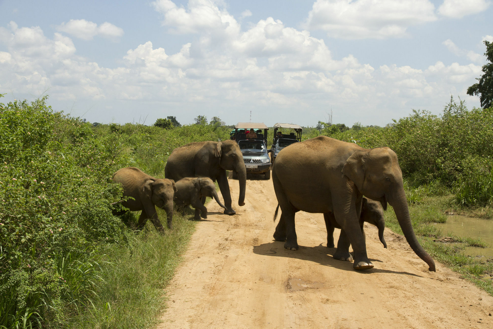 Mahoora Tented Safari Camp Удавалаве Екстериор снимка